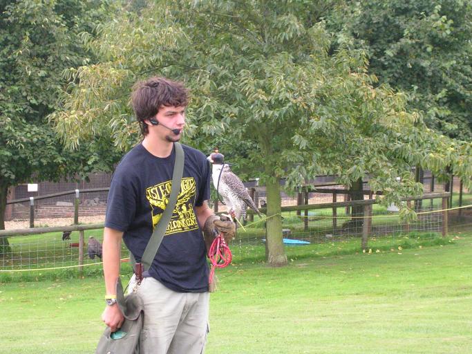 Appuldurcombe House - a Falcon
