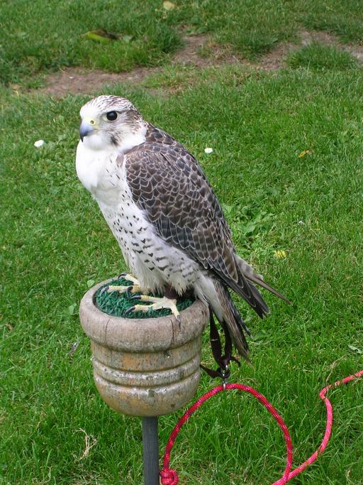 Appuldurcombe House - a Falcon