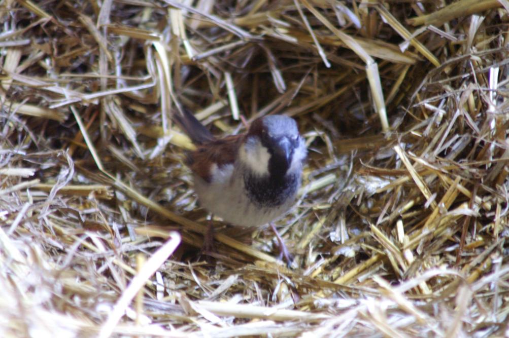 A sparrow in the barn