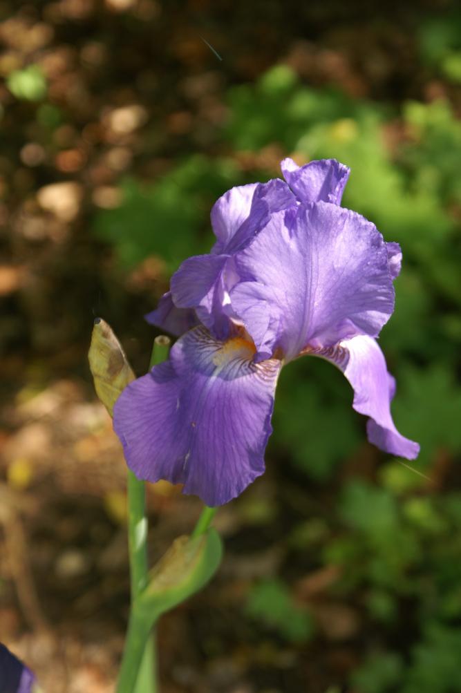 Another Iris