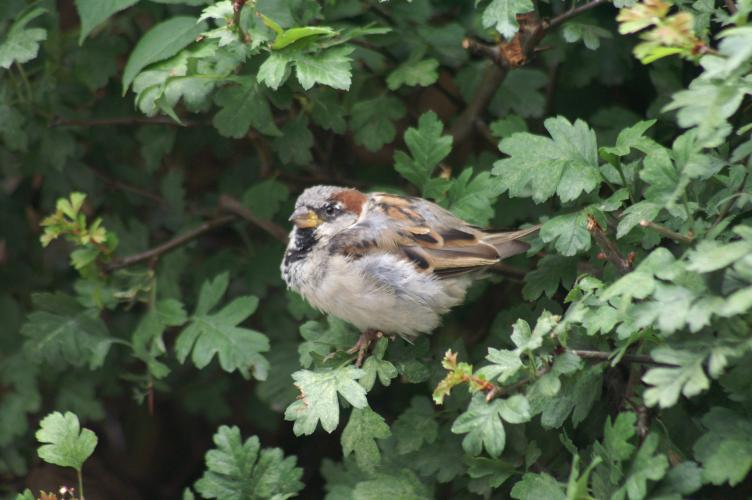 A male sparrow