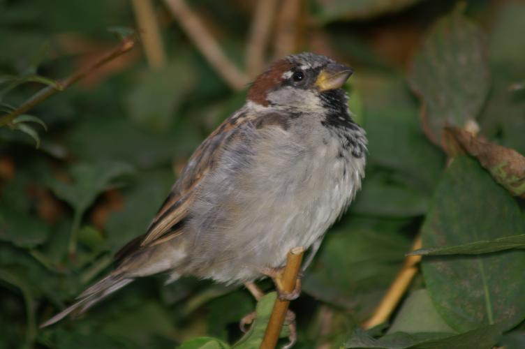 A male sparrow