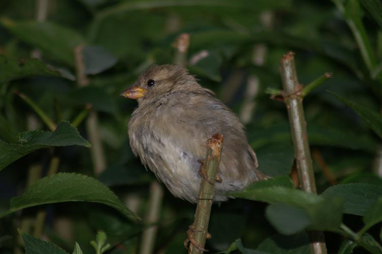 A female sparrow