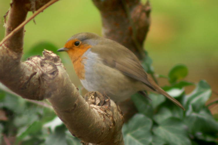 A Robin on a Sumack Tree
