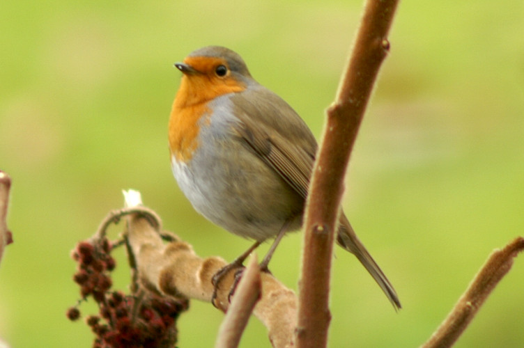 A Robin on a Sumack Tree