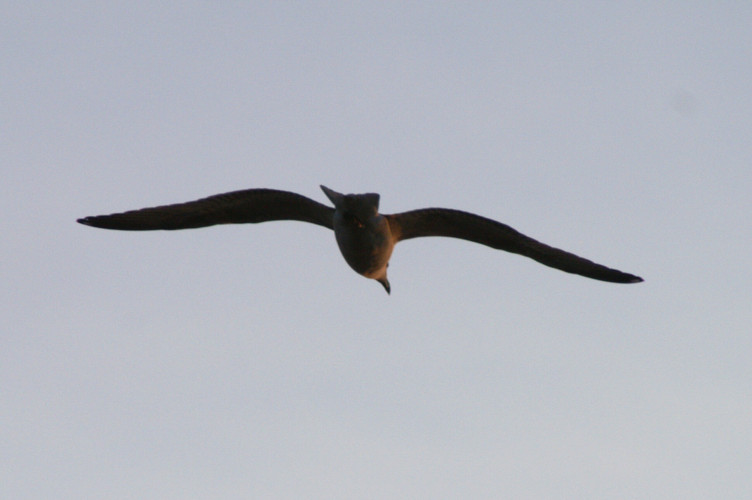 A seagull in the sunset
