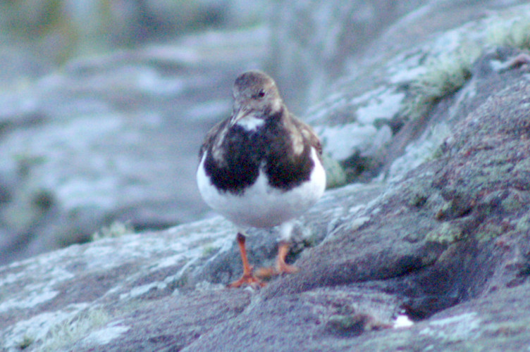 A turnstone