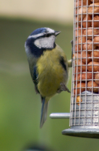 Blue Tit