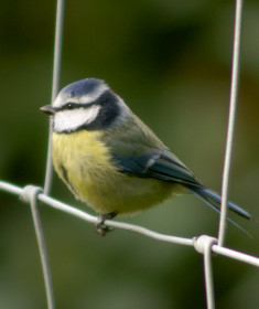 Blue Tit