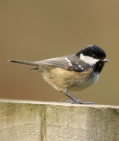 Coal Tit