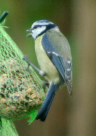 Blue Tit