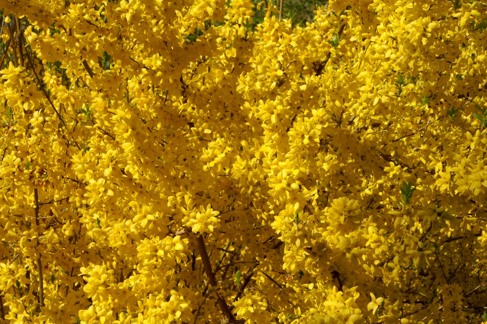 Forsythia