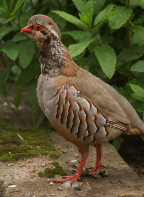 A red-legged partridge A red-legged partridge
