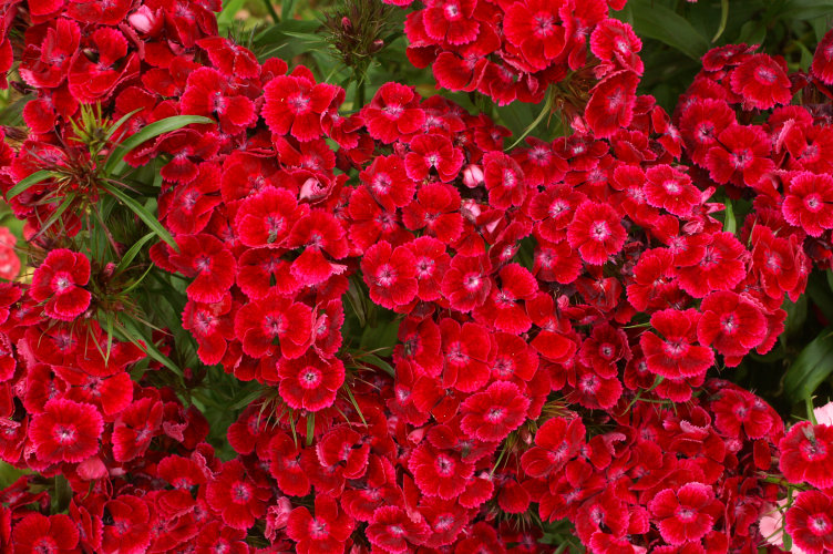 Very bright red flowers Very bright red flowers