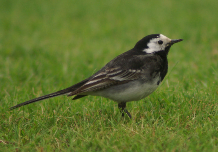 Pied Wagtail Pied Wagtail