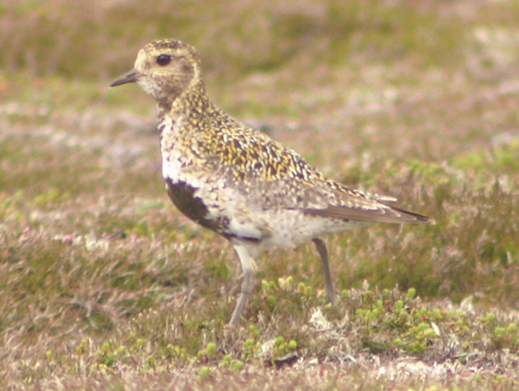Probably a Dunlin Probably a Dunlin