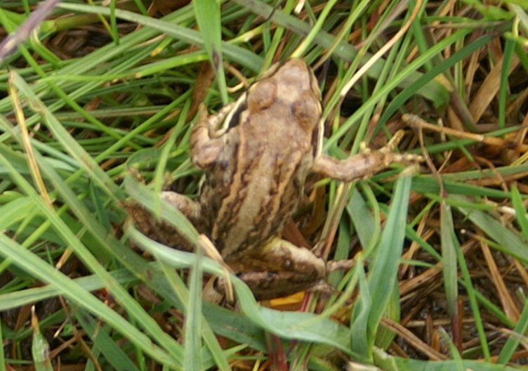 A very small frog A very small frog