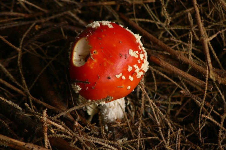 Red spotted toadstool in the forest