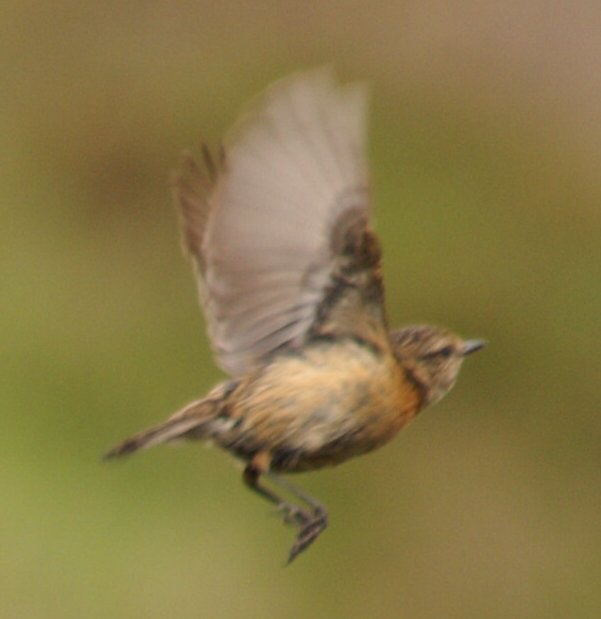 Stonechat taking off