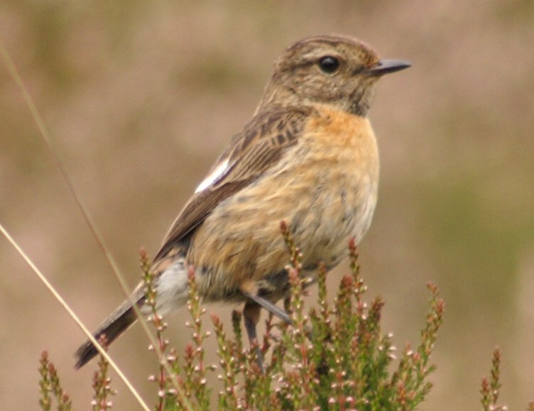 Stonechat keeping an eye on me
