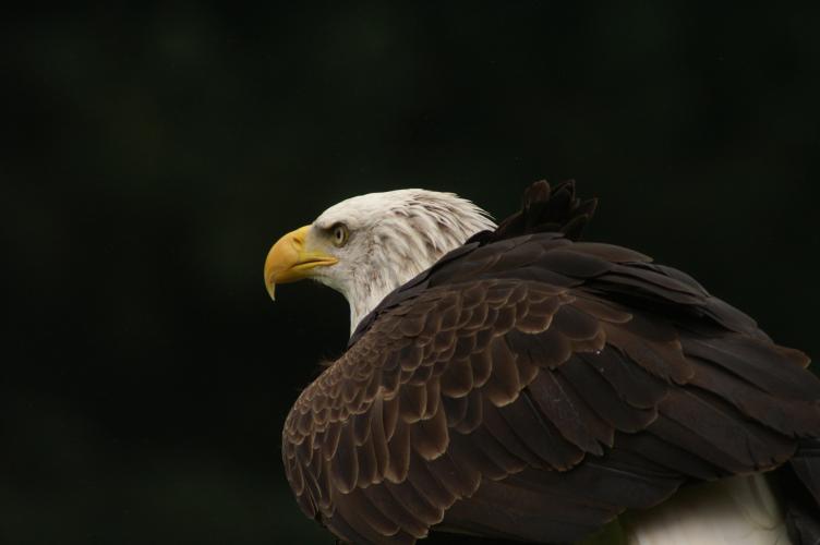 A Bald Eagle