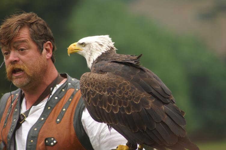 A Bald Eagle, with trainer