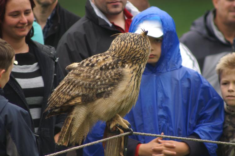 A European Eagle Owl, intimidating the guy in blue