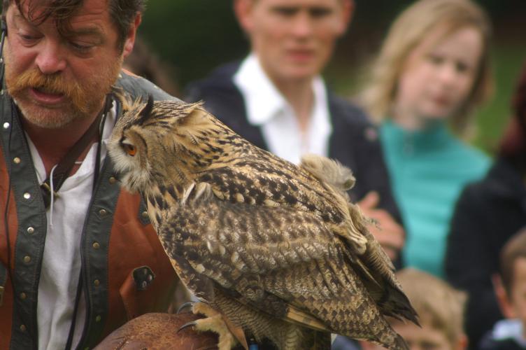A European Eagle Owl, with trainer