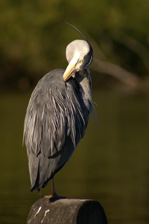 A Heron, preening