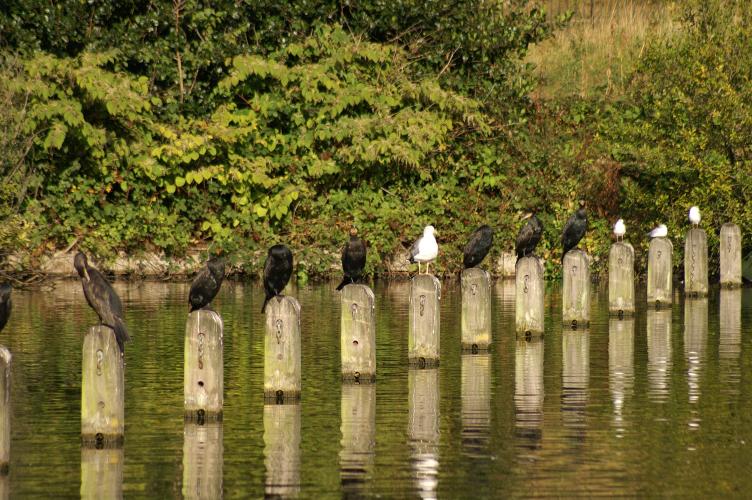 A row of birds on posts