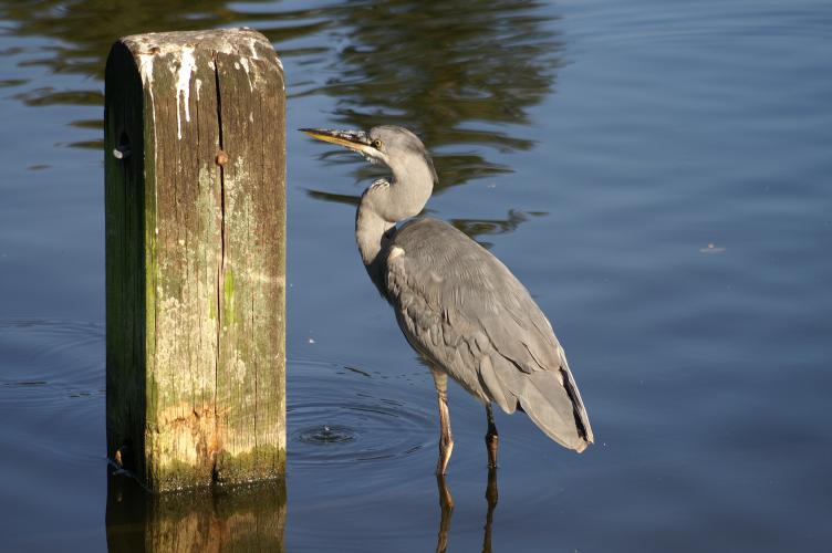 The Heron next to a favoured post