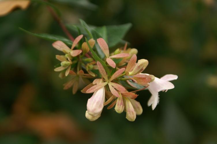 Very nice-smelling flowers on a bush