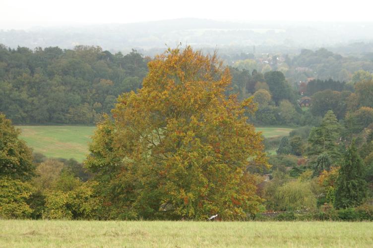 A lovely autumn-coloured tree