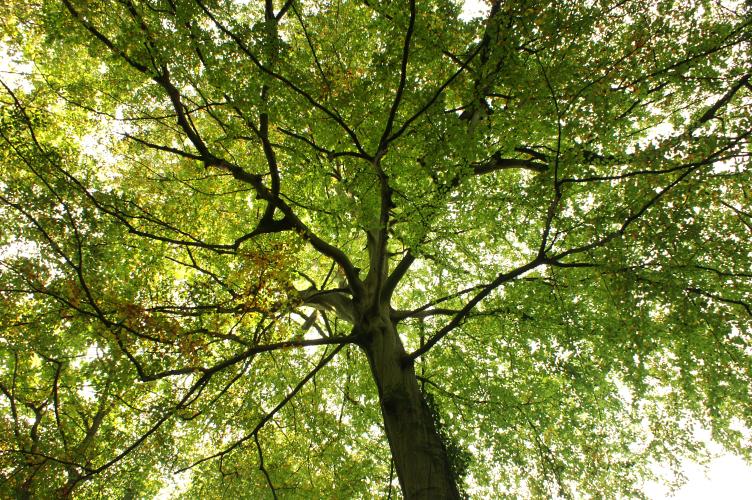 A beech canopy
