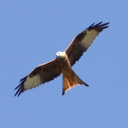 Red Kite