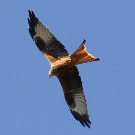 Red Kite