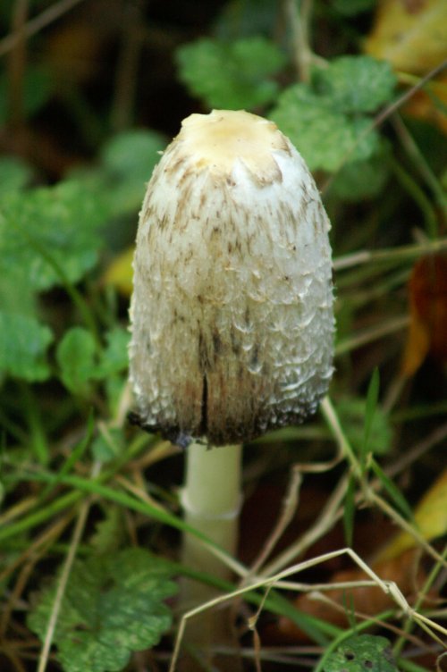 Ink cap