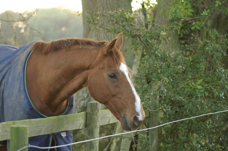 Another friendly horse