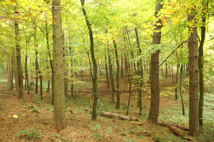 Lovely light open forest