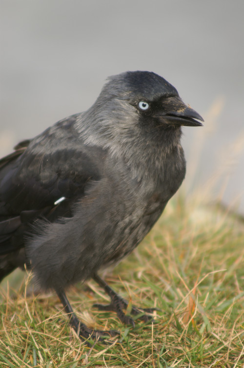 A jackdaw