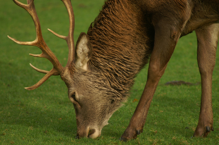 Deer, on the golf course