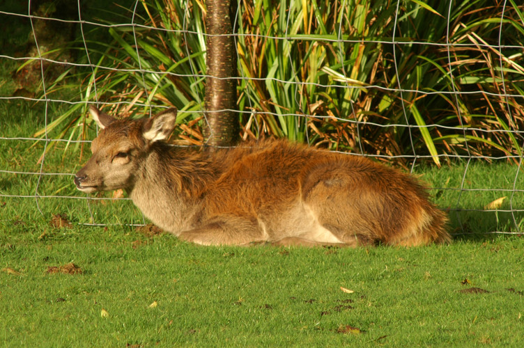 A hind, resting on the golf course