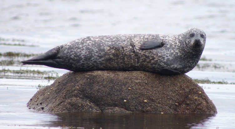 Another seal Another seal