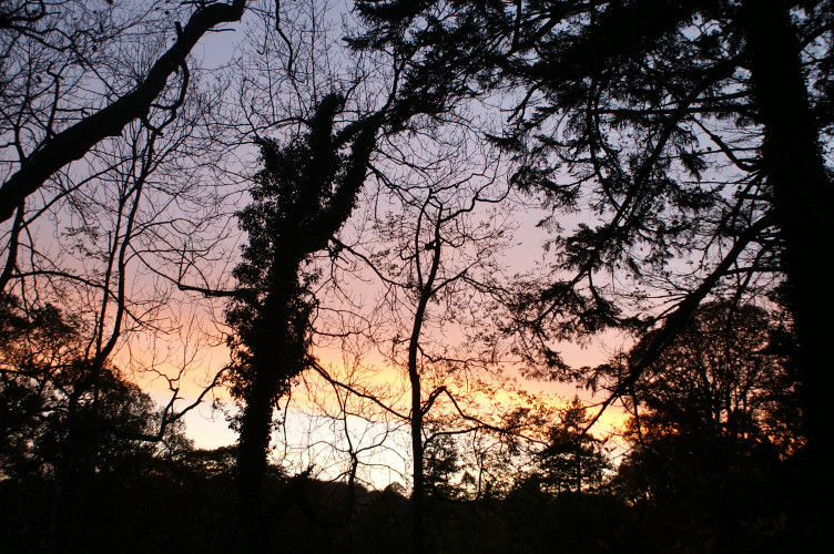Sunset through the trees