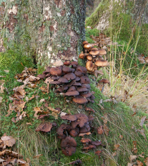 Toadstools Toadstools