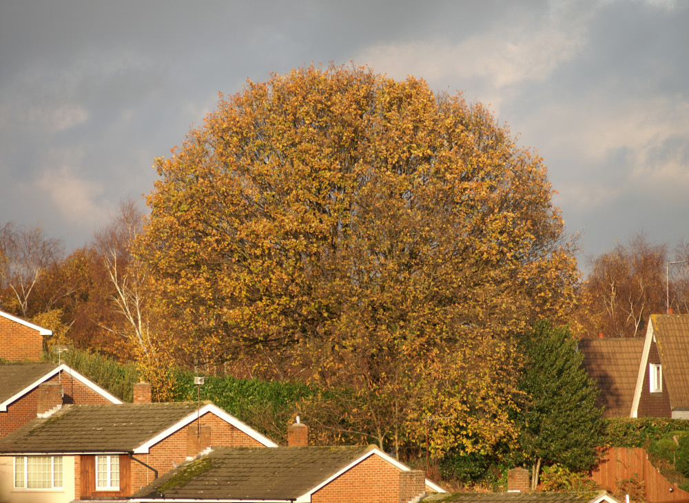 Autumn-coloured tree