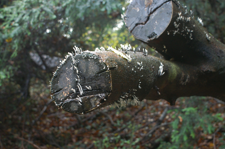 Fungi on a dead branch