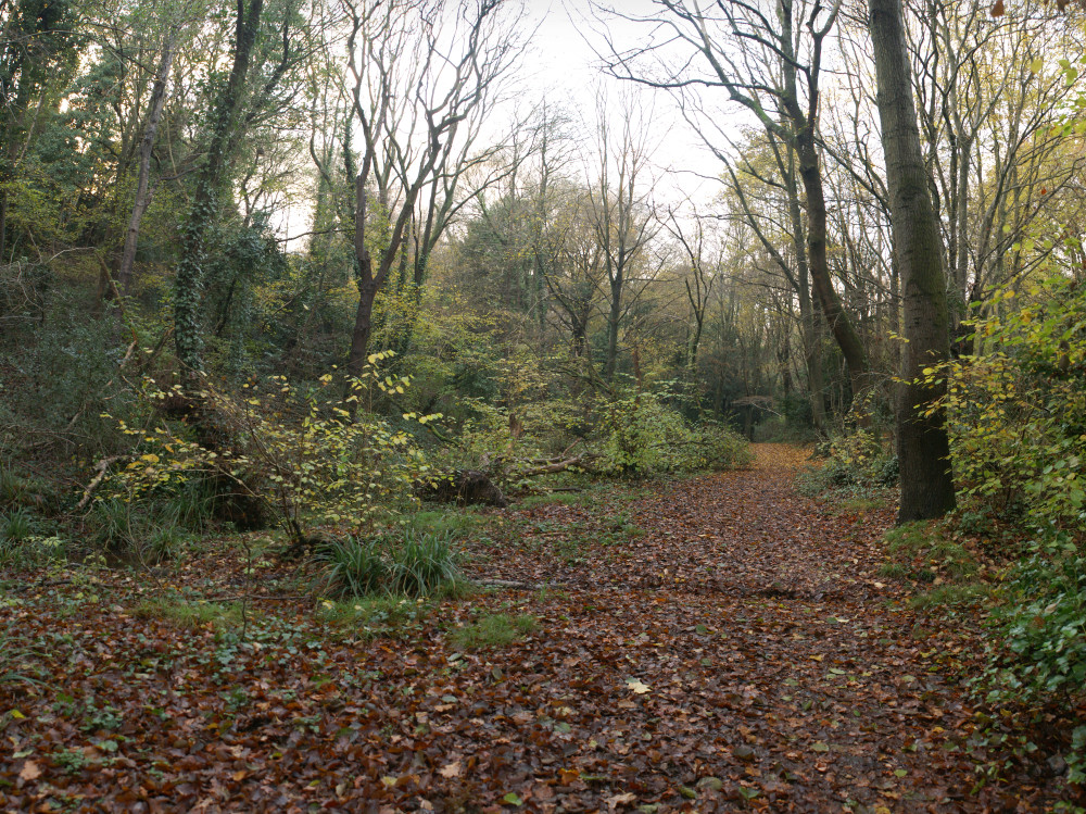 Path through the woods