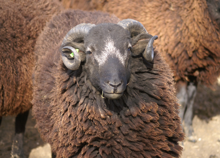 Faced down by a sheep!