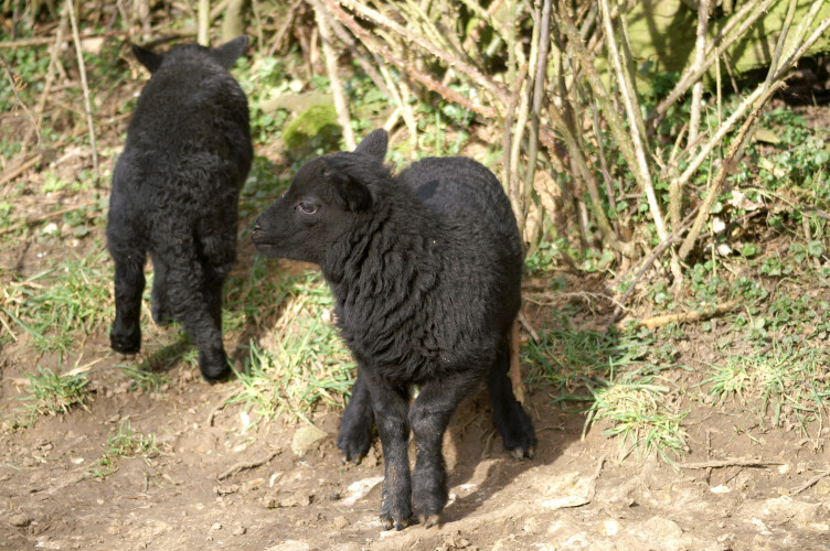 Black lambs